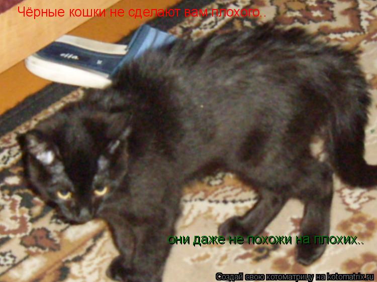 Чёрные кошки не сделают вам плохого.. они даже не похожи на плохих..... Котоматрица: Чёрные кошки не сделают вам плохого.. они даже не похожи на плохих..
