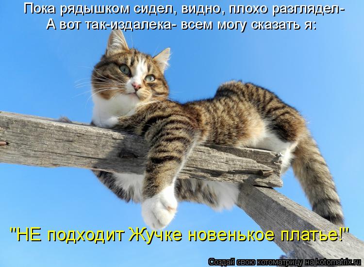 Пока рядышком сидел, видно, плохо разглядел- "НЕ подходит Жучке новенькое платье!" А вот так-издалека... Котоматрица: Пока рядышком сидел, видно, плохо разглядел- "НЕ подходит Жучке новенькое платье!" А вот так-издалека- всем могу сказать я: