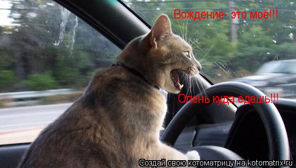 Котоматрица: Вождение- это моё!!! Олень куда едешь!!!