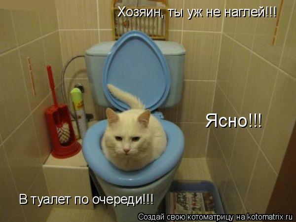 Котоматрица: Хозяин, ты уж не наглей!!! В туалет по очереди!!! Ясно!!!