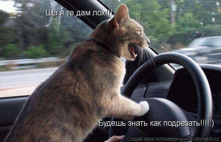 Ща я те дам лох!!! Будешь знать как подрезать!!!!:)... Котоматрица: Ща я те дам лох!!! Будешь знать как подрезать!!!!:)
