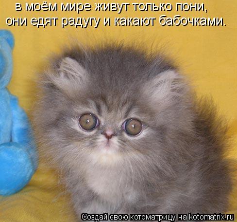 в моём мире живут только пони, они едят радугу и какают бабочками.... Котоматрица: в моём мире живут только пони, они едят радугу и какают бабочками.