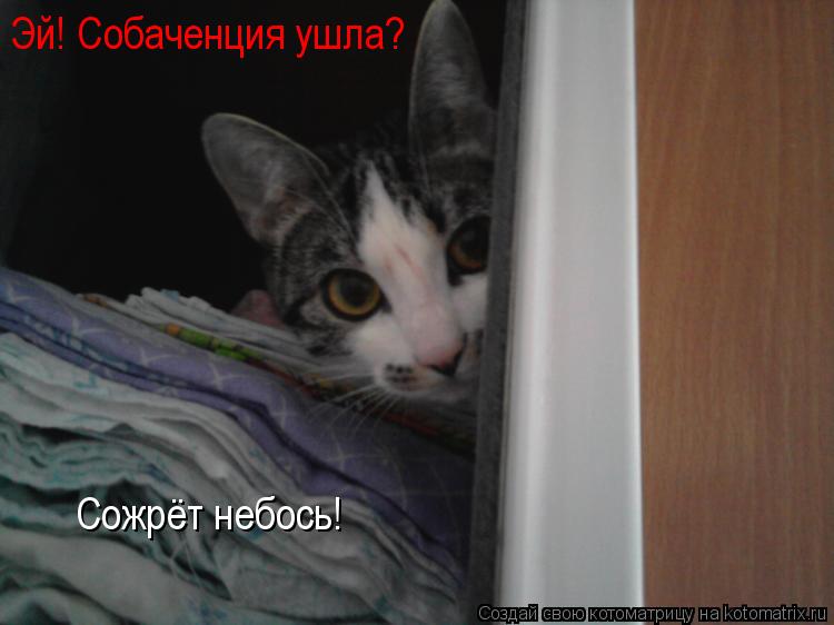 Эй! Собаченция ушла? Сожрёт небось!... Котоматрица: Эй! Собаченция ушла? Сожрёт небось!