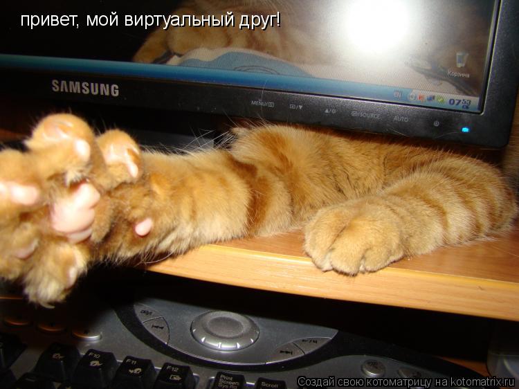 привет, мой виртуальный друг!... Котоматрица: привет, мой виртуальный друг!