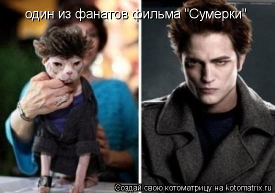 один из фанатов фильма "Сумерки"... Котоматрица: один из фанатов фильма "Сумерки"