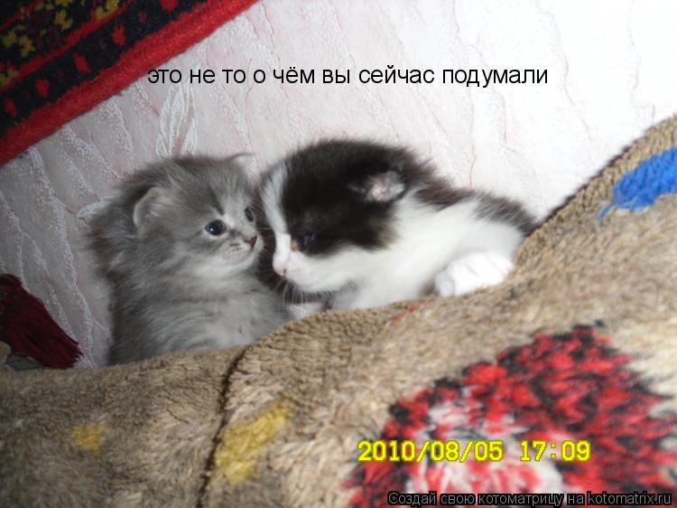 это не то о чём вы сейчас подумали... Котоматрица: это не то о чём вы сейчас подумали