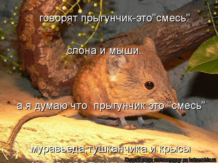 говорят прыгунчик-это"смесь" слона и мыши. а я думаю что прыгунчик это "смесь" муравьеда,тушканчика... Котоматрица: говорят прыгунчик-это"смесь" слона и мыши. а я думаю что прыгунчик это "смесь" муравьеда,тушканчика и крысы муравьеда,тушканчика и крысы