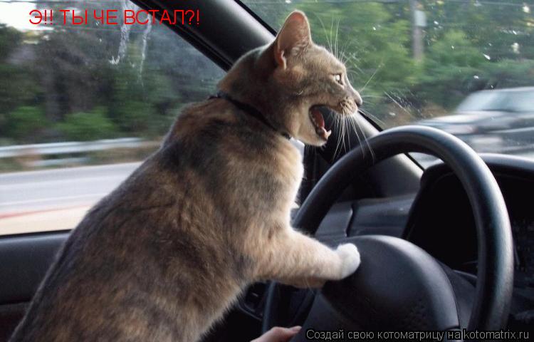Э!! ТЫ ЧЕ ВСТАЛ?!... Котоматрица: Э!! ТЫ ЧЕ ВСТАЛ?!