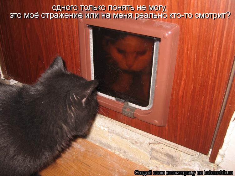 одного только понять не могу, это моё отражение или на меня реально кто-то смотрит?... Котоматрица: одного только понять не могу, это моё отражение или на меня реально кто-то смотрит?