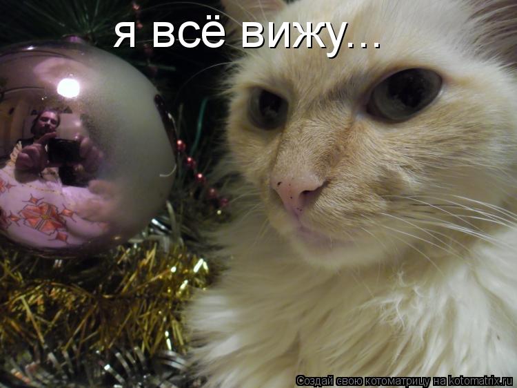я всё вижу...... Котоматрица: я всё вижу...