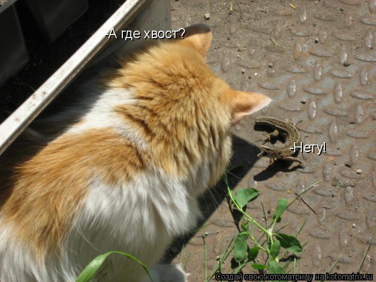Котоматрица: -А где хвост? -Нету!