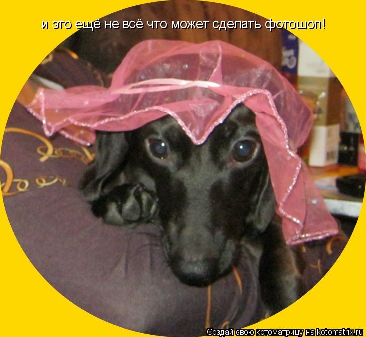 Котоматрица: и это ещё не всё что может сделать фотошоп!
