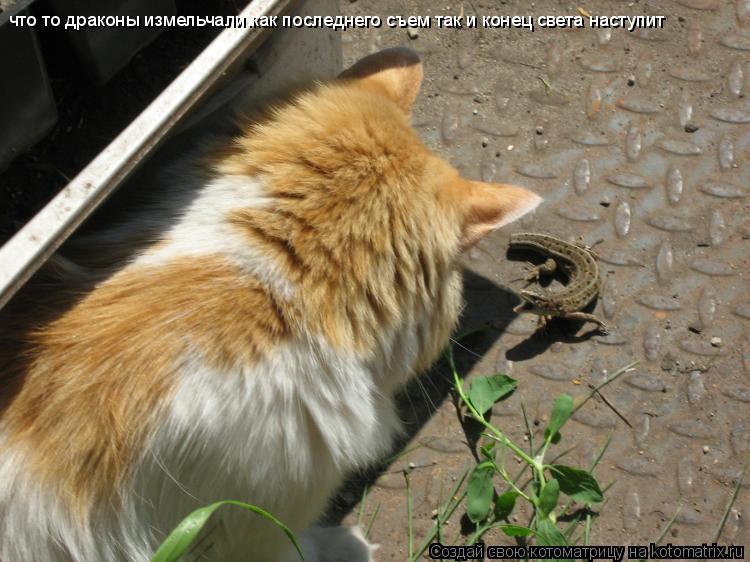 Котоматрица: что то драконы измельчали.как последнего съем так и конец света наступит