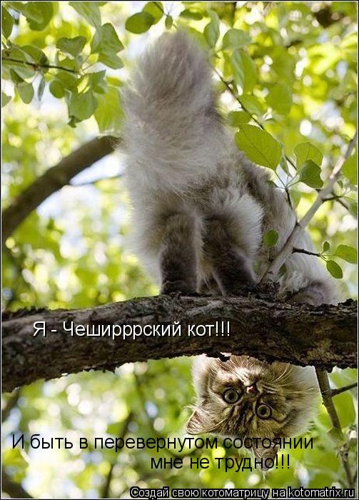 Котоматрица: Я - Чеширррский кот!!! И быть в перевернутом состоянии мне не трудно!!!