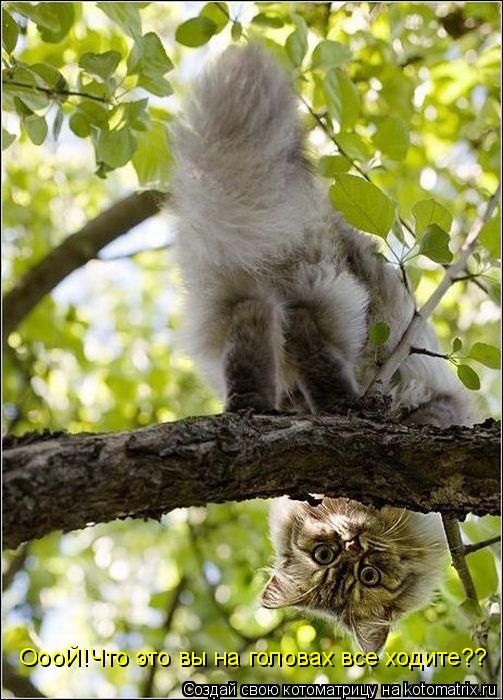 Котоматрица: ОооЙ!Что это вы на головах все ходите??