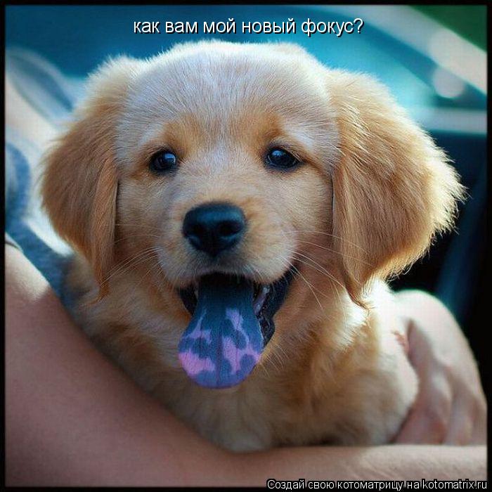Котоматрица: как вам мой новый фокус?
