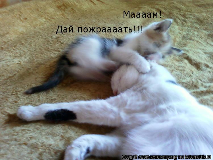 Котоматрица: Маааам! Дай пожраааать!!!