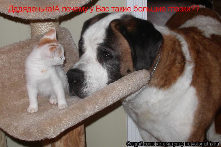 Котоматрица: Дддяденька!А почему у Вас такие большие глазки??
