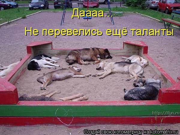 Котоматрица: Даааа... Не перевелись ещё таланты