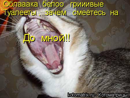 Котоматрица: Облааака  белоо   грииивые    Туалееты ,  зачем   смеётесь  на      До  мной!!