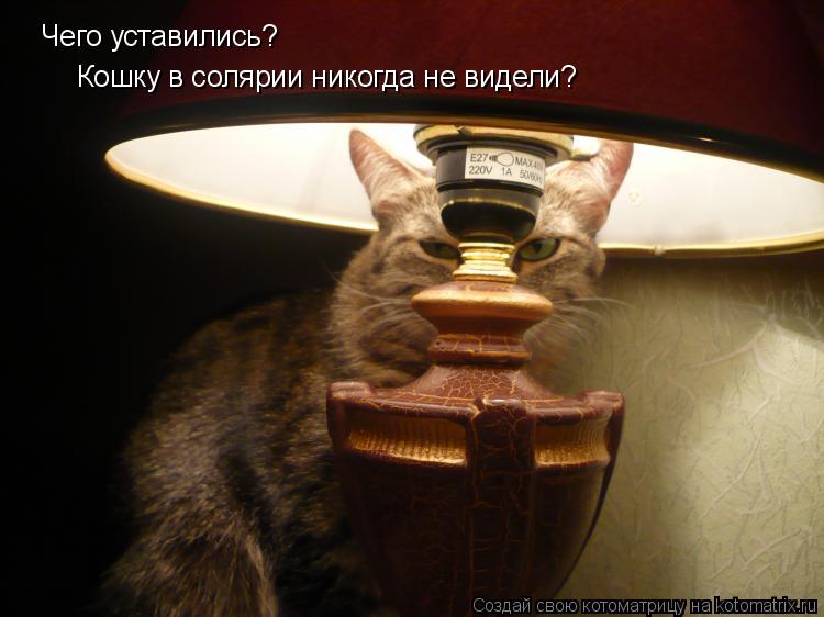 Котоматрица: Чего уставились? Кошку в солярии никогда не видели?