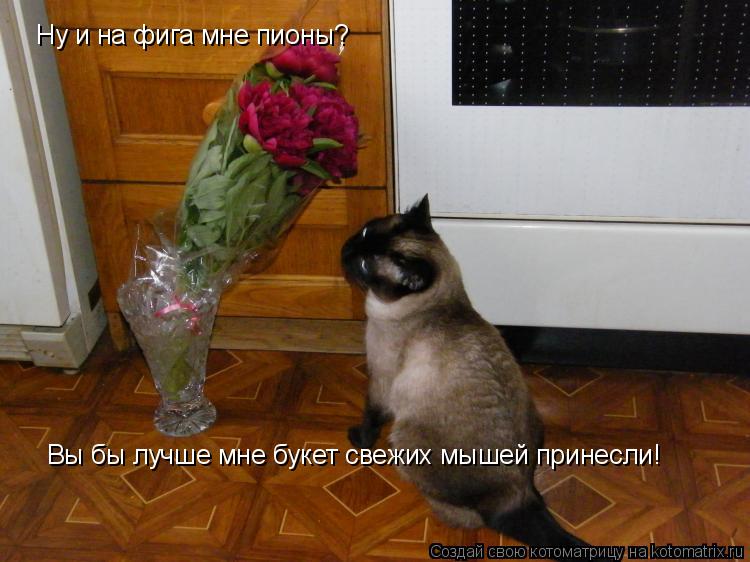 Котоматрица: Ну и на фига мне пионы? Вы бы лучше мне букет свежих мышей принесли!