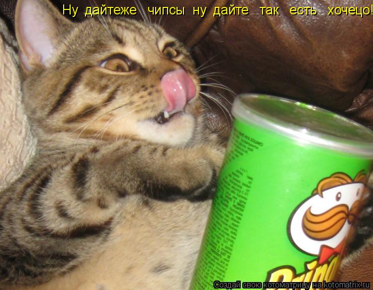 Котоматрица: Ну  дайтеже   чипсы  ну  дайте   так   есть   хочецо!