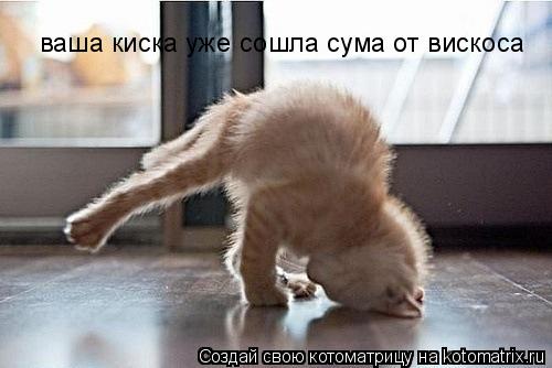 Котоматрица: ваша киска уже сошла сума от вискоса