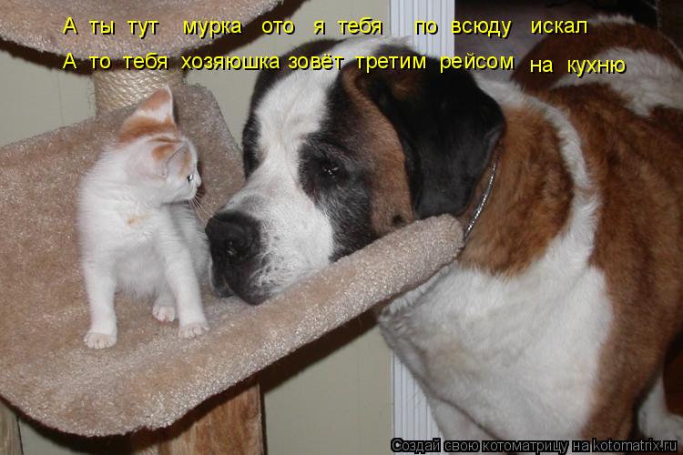 Котоматрица: А  ты  тут    мурка   ото   я  тебя     по  всюду   искал А  то  тебя  хозяюшка зовёт  третим  рейсом на  кухню