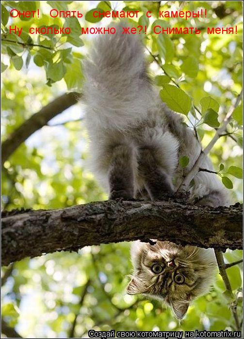 Онет! Опять снемают с камеры!! Ну сколько можно же?! Снимать меня!... Котоматрица: Онет! Опять снемают с камеры!! Ну сколько можно же?! Снимать меня!