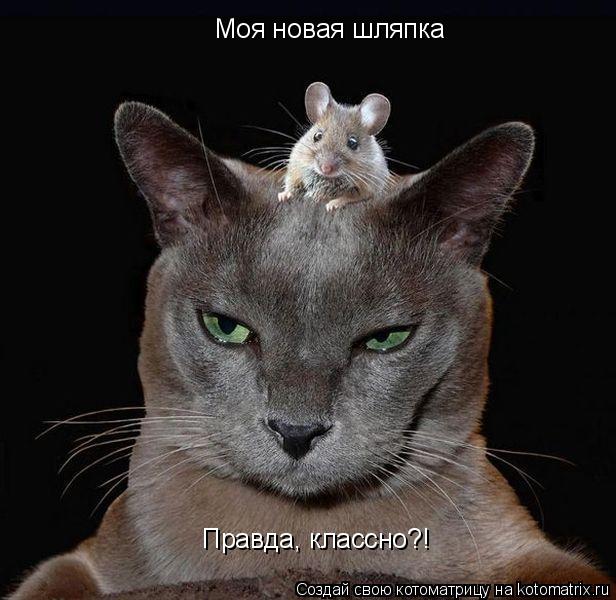 Моя новая шляпка Правда, классно?!... Котоматрица: Моя новая шляпка Правда, классно?!
