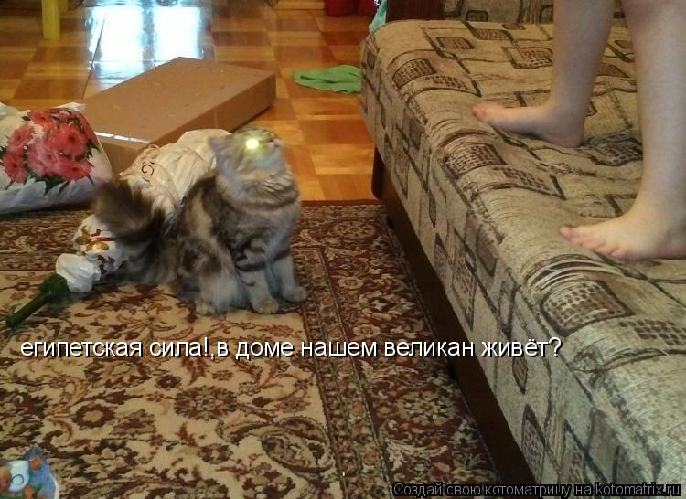 египетская сила!,в доме нашем великан живёт?... Котоматрица: египетская сила!,в доме нашем великан живёт?