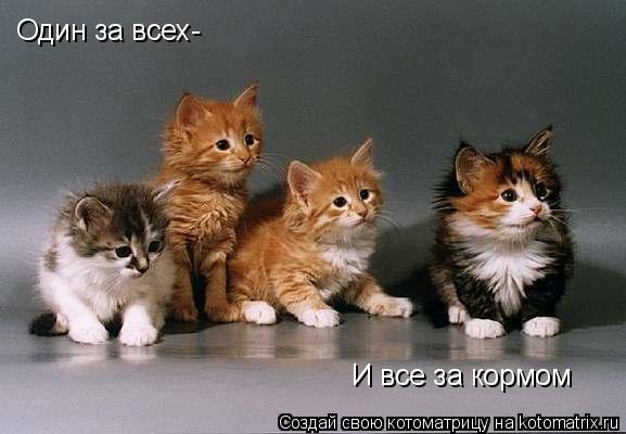 Один за всех- И все за кормом... Котоматрица: Один за всех- И все за кормом