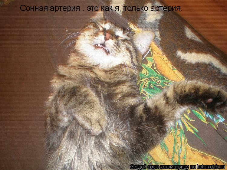 Сонная артерия – это как я, только артерия.... Котоматрица: Сонная артерия – это как я, только артерия.