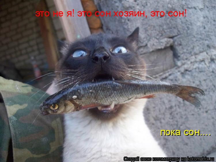это не я! это сон хозяин, это сон! пока сон....... Котоматрица: это не я! это сон хозяин, это сон! пока сон....