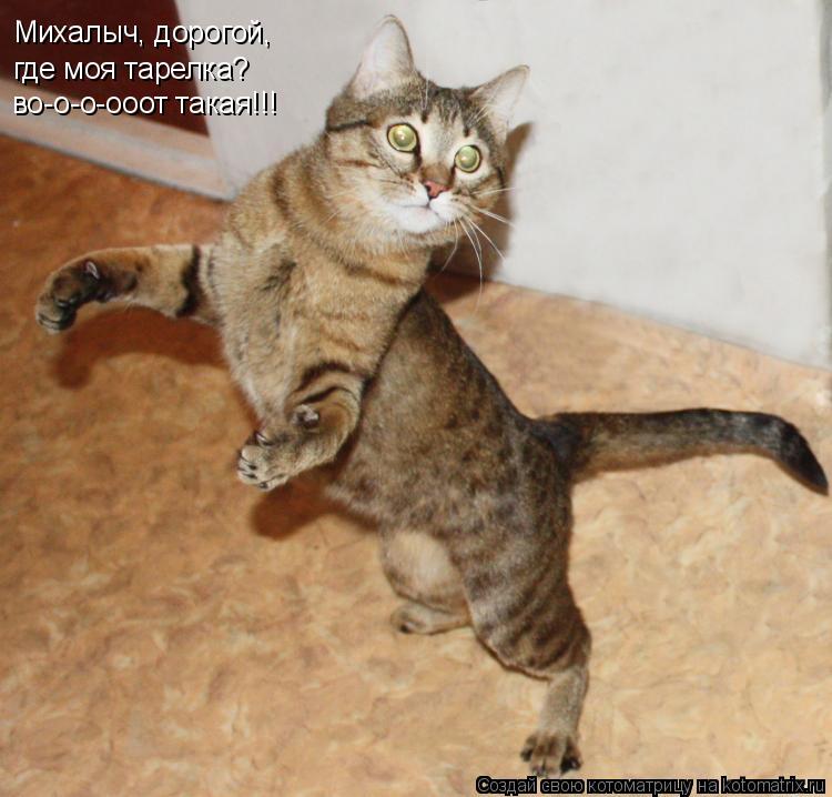 Михалыч, дорогой, где моя тарелка? во-о-о-ооот такая!!!... Котоматрица: Михалыч, дорогой, где моя тарелка? во-о-о-ооот такая!!!