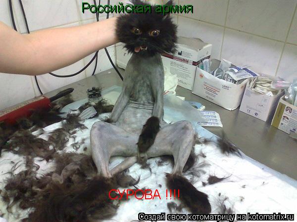Российская армия СУРОВА !!!!... Котоматрица: Российская армия СУРОВА !!!!