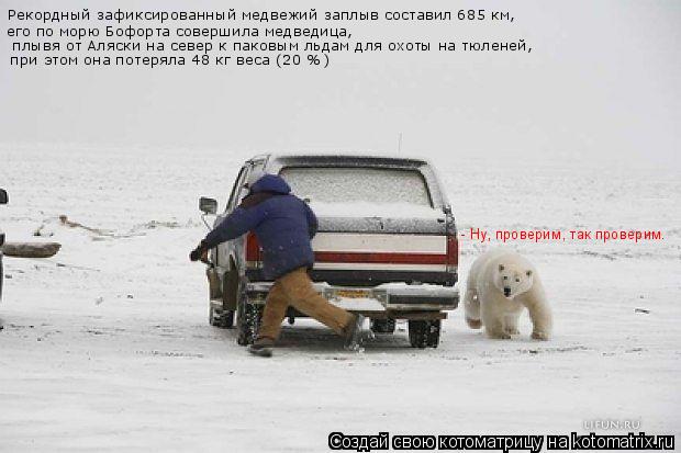 Рекордный зафиксированный медвежий заплыв составил 685 км, его по морю Бофорта совершила медведица, ... Котоматрица: Рекордный зафиксированный медвежий заплыв составил 685 км, его по морю Бофорта совершила медведица, плывя от Аляски на север к паковым льда
