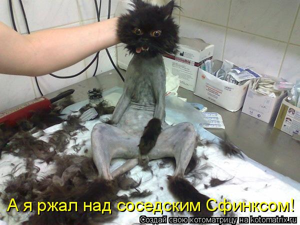 А я ржал над соседским Сфинксом!... Котоматрица: А я ржал над соседским Сфинксом!