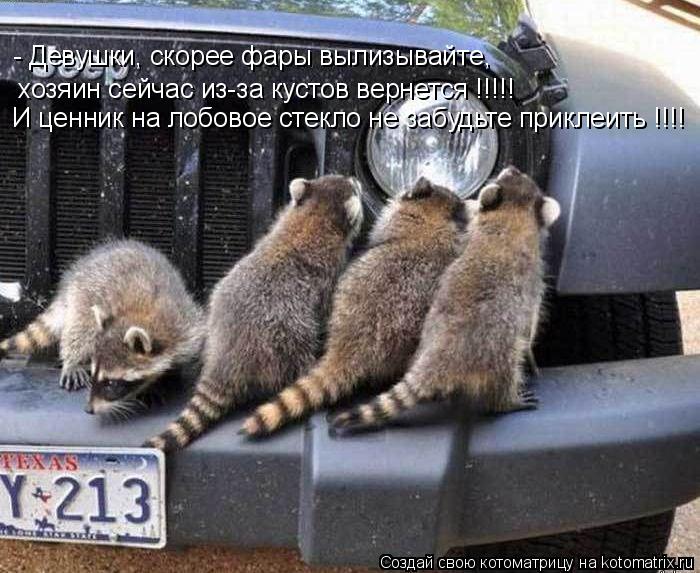 - Девушки, скорее фары вылизывайте, хозяин сейчас из-за кустов вернется !!!!! И ценник на лобовое сте... Котоматрица: - Девушки, скорее фары вылизывайте, хозяин сейчас из-за кустов вернется !!!!! И ценник на лобовое стекло не забудьте приклеить !!!!