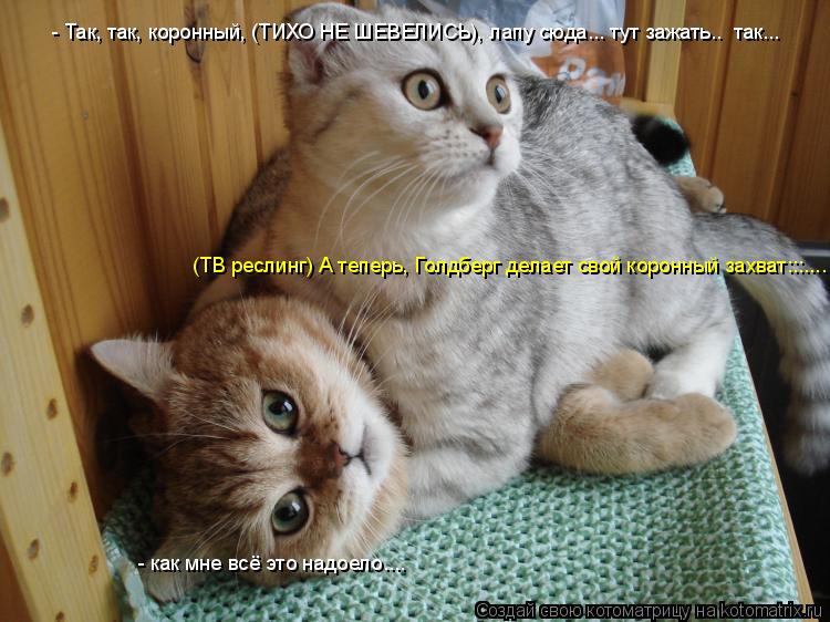 - Так, так, коронный, (ТИХО НЕ ШЕВЕЛИСЬ), лапу сюда... тут зажать.. так... - как мне всё это надоело... Котоматрица: - Так, так, коронный, (ТИХО НЕ ШЕВЕЛИСЬ), лапу сюда... тут зажать.. так... - как мне всё это надоело.... (ТВ реслинг) А теперь, Голдберг делает свой