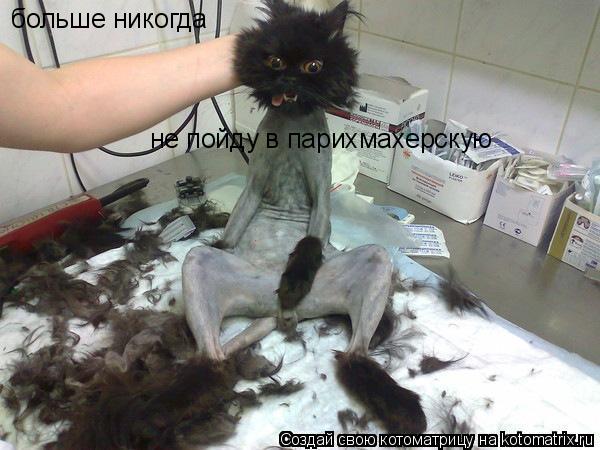 больше никогда не пойду в парихмахерскую... Котоматрица: больше никогда не пойду в парихмахерскую