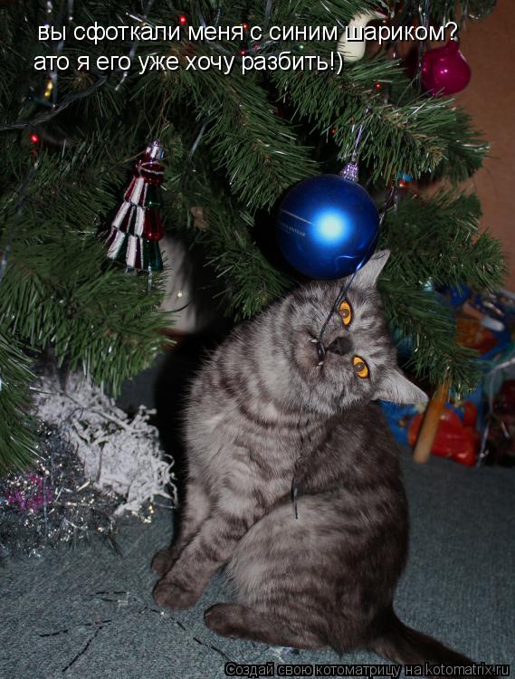 вы сфоткали меня с синим шариком? ато я его уже хочу разбить!)... Котоматрица: вы сфоткали меня с синим шариком? ато я его уже хочу разбить!)