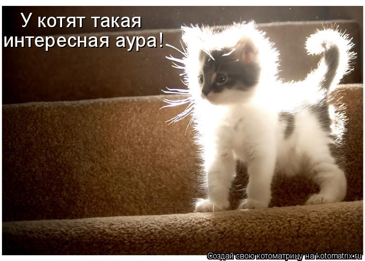У котят такая интересная аура!... Котоматрица: У котят такая интересная аура!