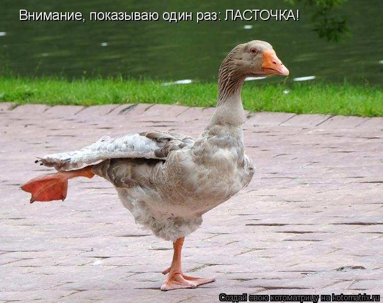 Внимание, показываю один раз: ЛАСТОЧКА!... Котоматрица: Внимание, показываю один раз: ЛАСТОЧКА!