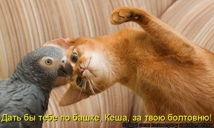 Дать бы тебе по башке, Кеша, за твою болтовню!... Котоматрица: Дать бы тебе по башке, Кеша, за твою болтовню!