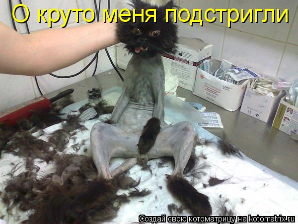О круто меня подстригли... Котоматрица: О круто меня подстригли