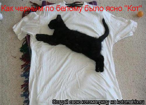 Как черным по белому было ясно "Кот"... Котоматрица: Как черным по белому было ясно "Кот"