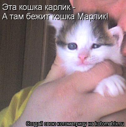 Эта кошка карлик - А там бежит кошка Марлик!... Котоматрица: Эта кошка карлик - А там бежит кошка Марлик!