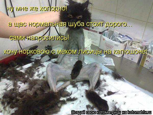 ну мне же холодно! а щас нормальная шуба стоит дорого... сами напросились! хочу норковою с мехом лиси... Котоматрица: ну мне же холодно! а щас нормальная шуба стоит дорого... сами напросились! хочу норковою с мехом лисицы на капюшоне!